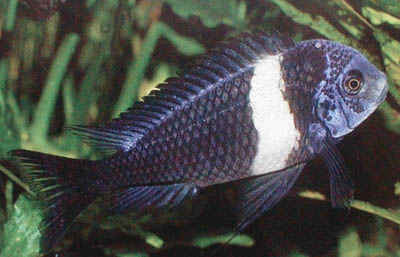 ماهی دوبویسی