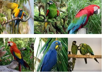 macaw انواع طوطی آرا (ماکائو)