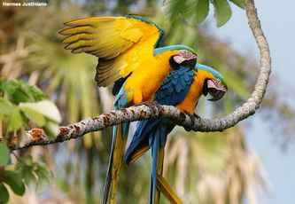 macaw 2 انواع طوطی آرا (ماکائو)