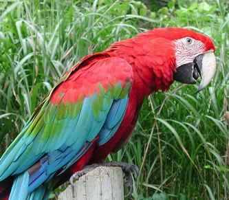 macaw 3 انواع طوطی آرا (ماکائو)