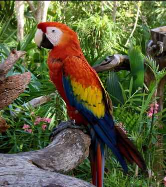 macaw 5 انواع طوطی آرا (ماکائو)