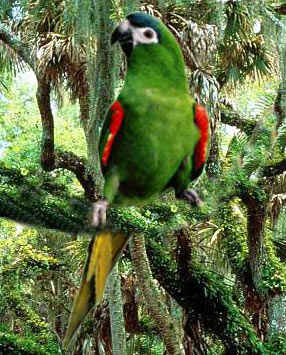 macaw 6 انواع طوطی آرا (ماکائو)