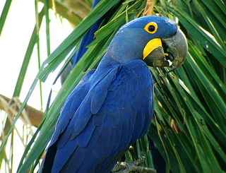 macaw 7 انواع طوطی آرا (ماکائو)