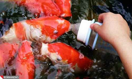 غذای نوزاد ماهی قرمز
