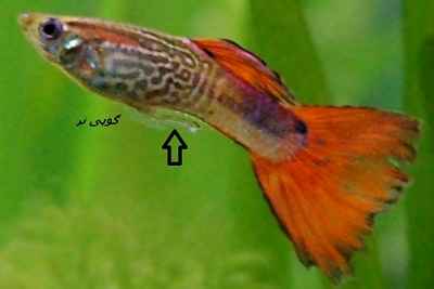 تشخیص جنسیت ماهی گوپی