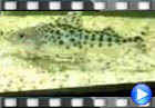 ویدیو کلیپ گربه ماهی پیکتوس