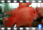ویدیو طوطی ماهی
