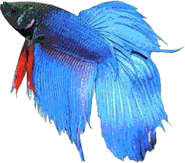 ماهی فایتر (جنگجوی سیامی) – نگهداری و تکثیر