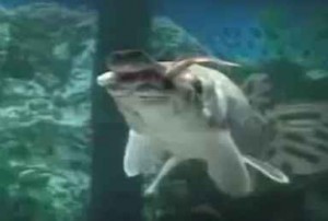 دانلود ویدیو کلیپ شکار ماهی توسط گار (سرسوسماری)