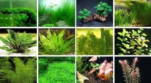 نگهداری از گیاهان اکواریومی + انواع رایج