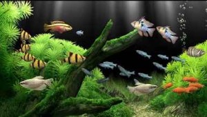 دانلود اسکرین سیور ماهیان اب شیرین (dream aquarium 1.7.00)