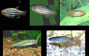 شناخت و نگهداری ماهی زبرا + انواع رایج