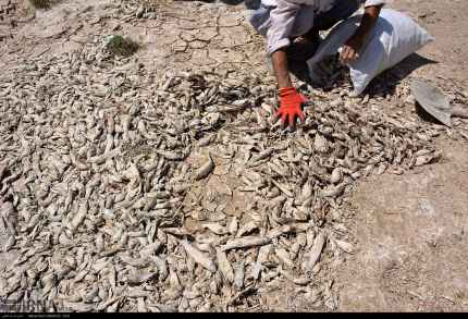 مرگ ماهی ها در تالاب هامون
