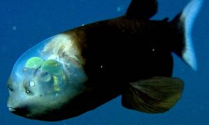 ماهی کله شیشه ای از عجایب اقیانوس