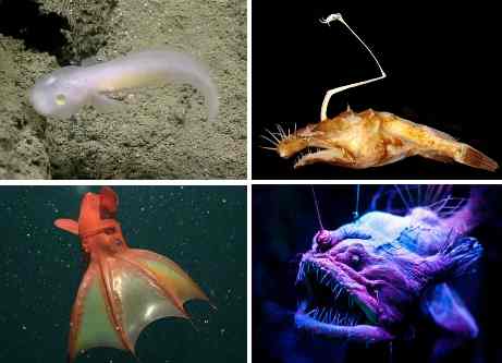 عجیب‌ترین موجودات اعماق اقیانوس