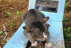 یک گربه وفادار یک سال است که کنار قبر صاحبش مانده است