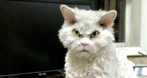 خشمگین ترین گربه جهان + تصاویر