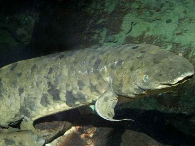 مرگ پیرترین ماهی جهان در آکواریوم شید