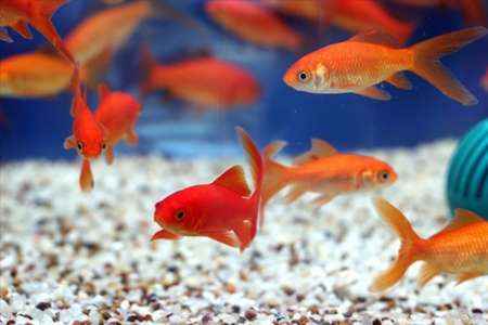 پرورش۸۰ میلیون قطعه ماهی قرمز برای شب عید