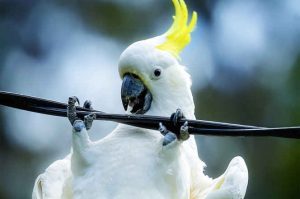 طوطی های کاکل زرد دشمنان اصلی اینترنت استرالیا
