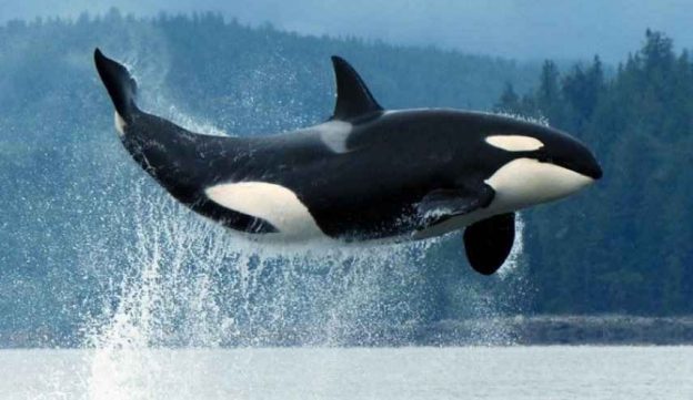 نهنگ قاتل می تواند صدای انسان را تقلید کند + صدای تقلید شده