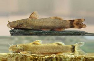 کشف یک گونه جدید ماهی به نام علی دایی!
